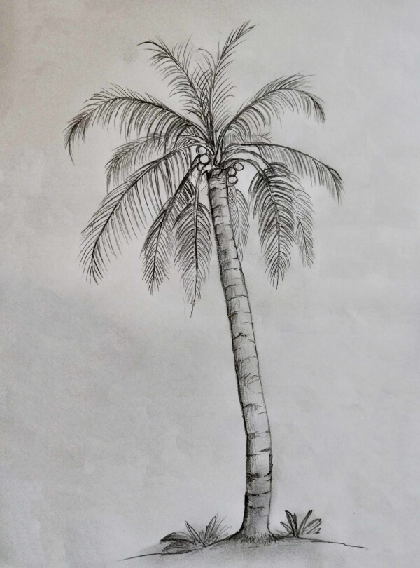  How To Draw Palm Tree Step By Step