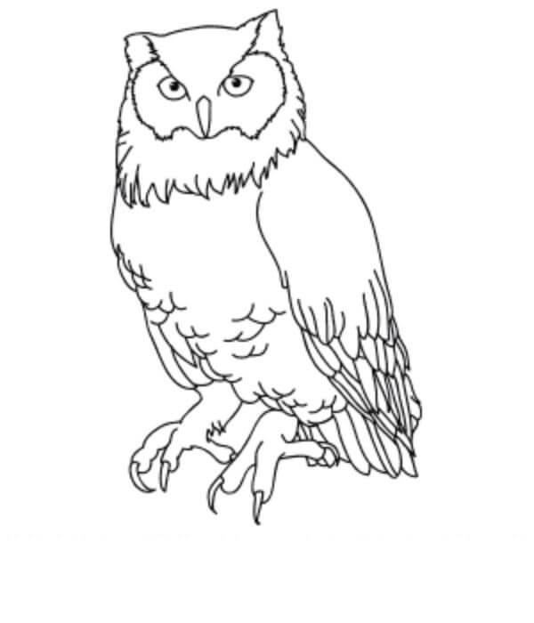 How To Draw Realistic Owl