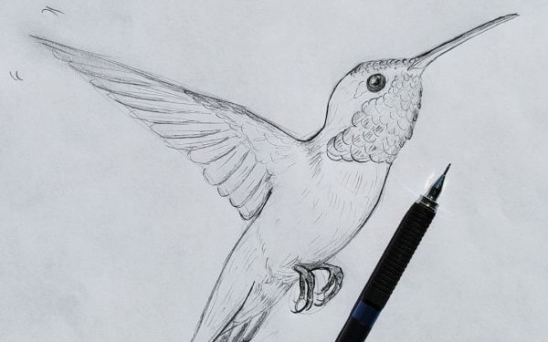 How To Draw Rufous Hummingbird Sketches For Kids