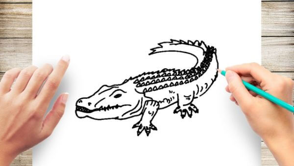 How To Draw Alligator Step By Step