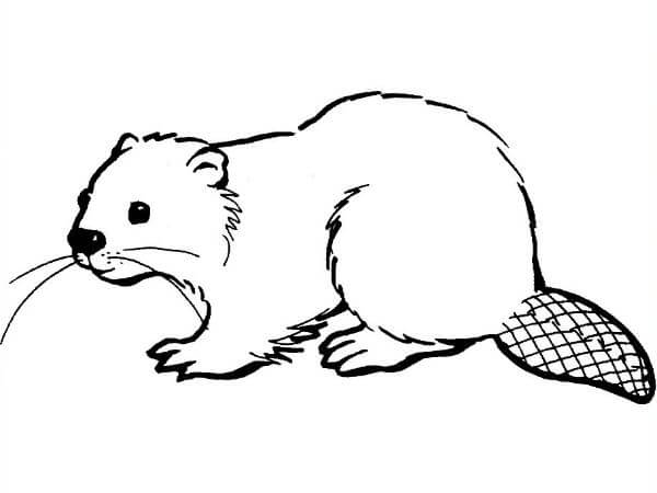 How To  Draw & Sketch Beaver For Kids