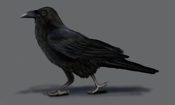 How To Draw Crow Step By Step