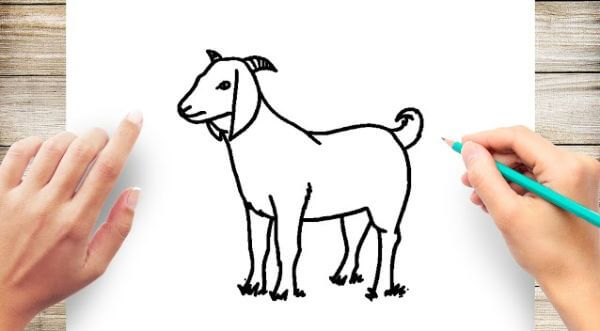 How To Draw Goat