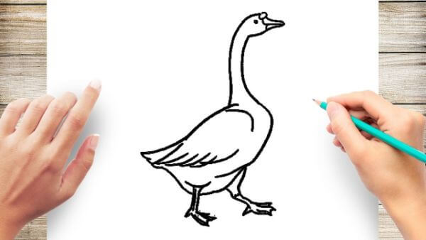 How To Draw Goose Step By Step