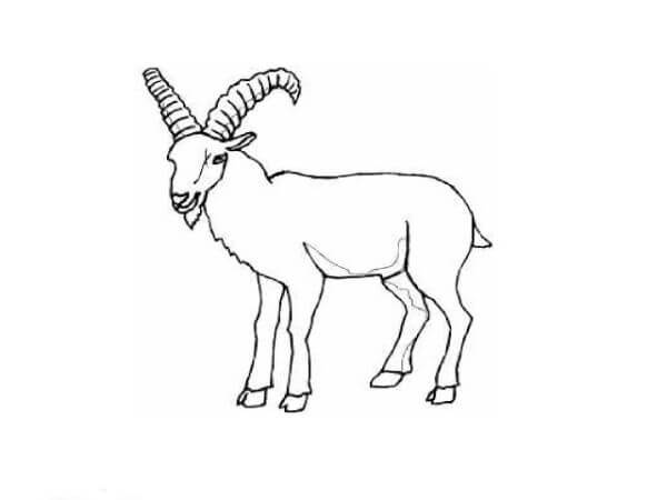 How To Draw Mountain Goat
