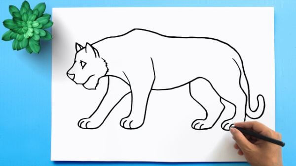 How To Draw Tiger