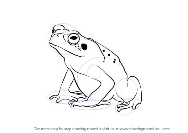 How To Draw Toad