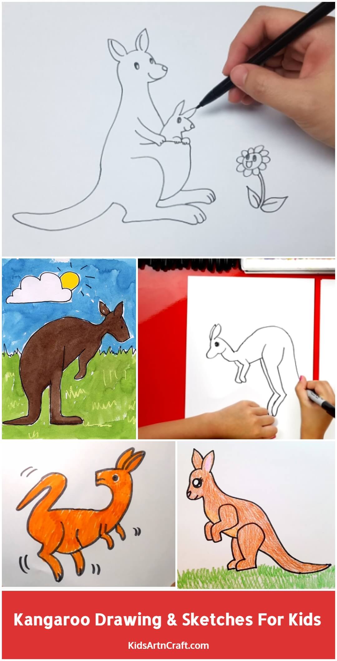 Kangaroo Drawing & Sketches For Kids