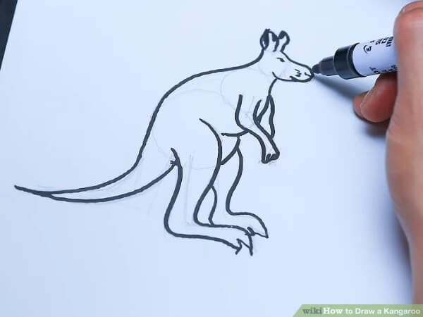 Draw A Kangaroo With Pencil