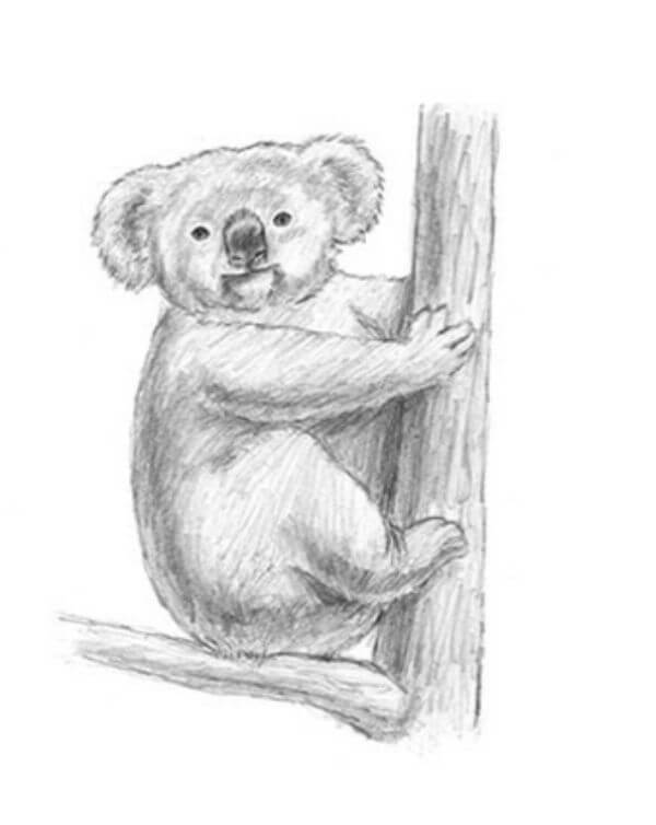 Koala Pencil Sketch Drawing For Kids