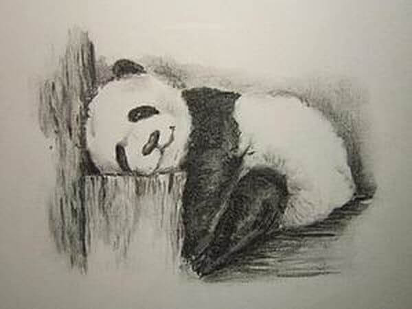 Lazy Panda Drawing Sketch Using Pencil