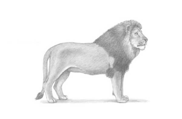 Lion Drawing & Sketches for Kids Lion Sketch Art With Pencil