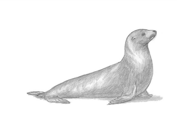 Lion Seal Pencil Sketch Drawing