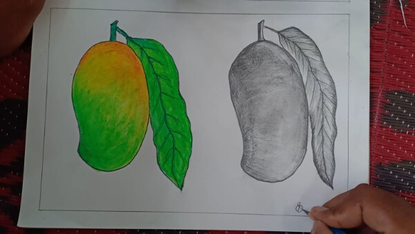 Mango Drawing & Sketches for Kids Mango Pencil Drawing For Kids