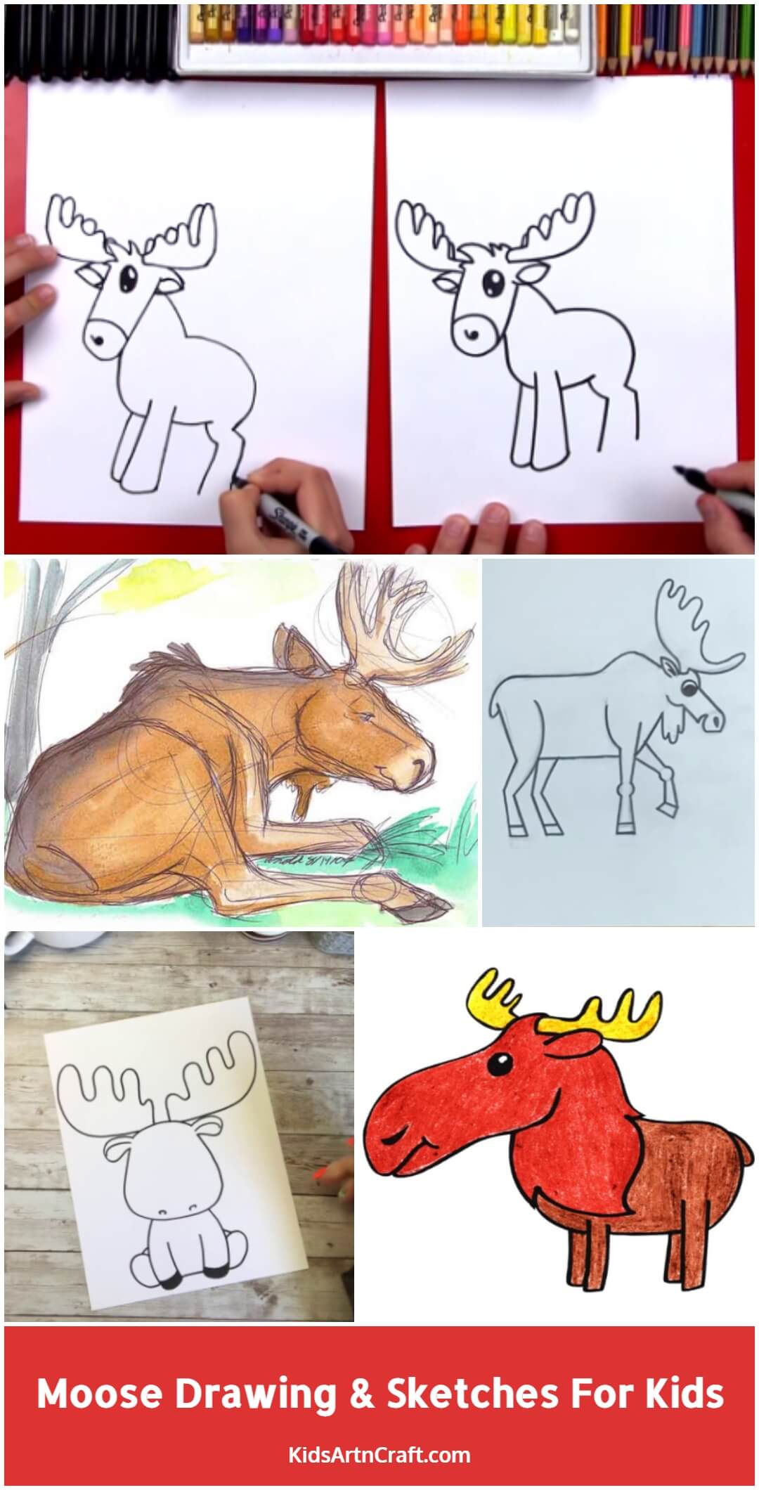 Moose Drawing & Sketches For Kids