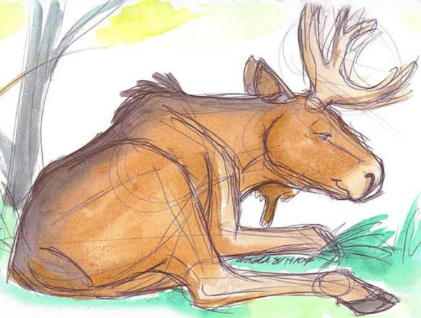 Moose Drawing & Sketches For Kids Moose Sketch Drawing Tutorial For Kids