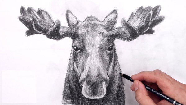 Moose Drawing & Sketches For Kids Moose Face Sketch Drawing Tutorial For Kids