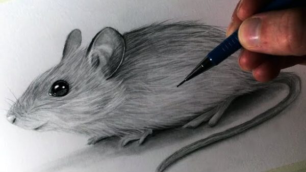 Mouse Drawing & Sketches For Kids Mouse Pencil Sketch Drawing