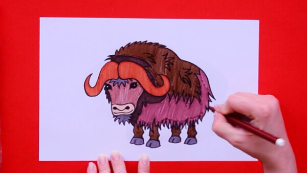 Musk Ox Drawing Tutorial For Kids