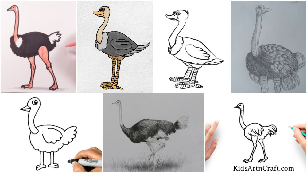 Ostrich Drawings & Sketches For Kids - Kids Art & Craft