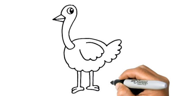 Ostrich Drawings & Sketches For Kids Ostrich Drawing Step By Step Tutorial
