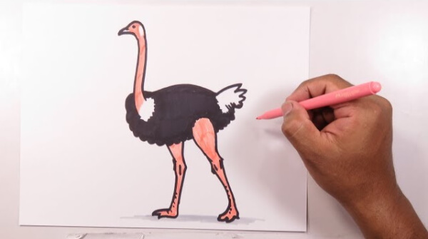 Ostrich Drawing With Color For Kids