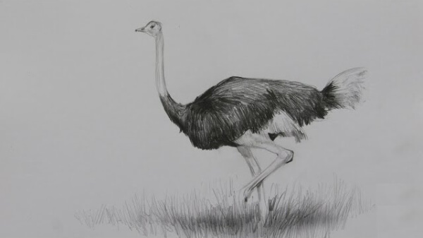 Ostrich Drawings & Sketches For Kids Ostrich Pencil Sketch Drawing