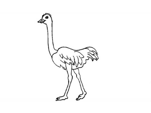 How To Draw An Simple Ostrich