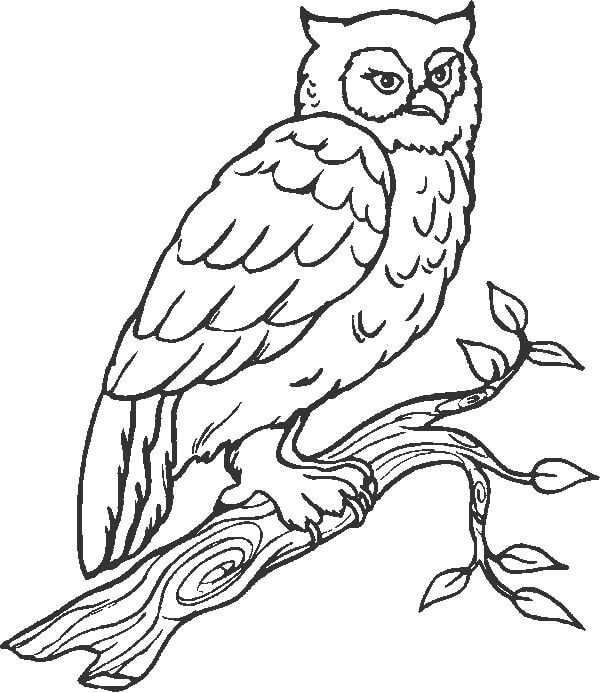 Owl Drawing & sketches Coloring Pages For Kids