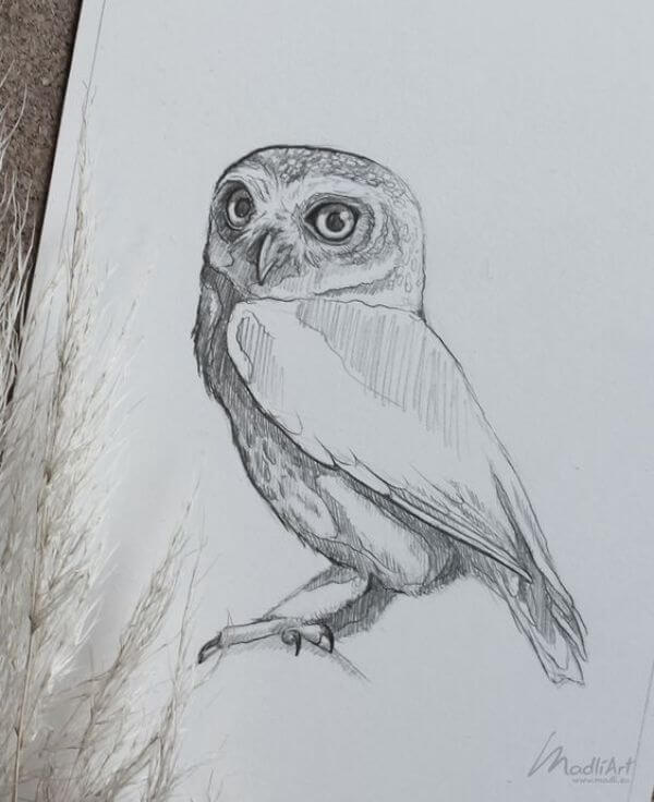 Owl Drawing & Sketches For Kids