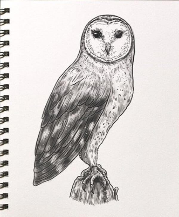 Owl Drawing & sketches Tutorial For Beginners