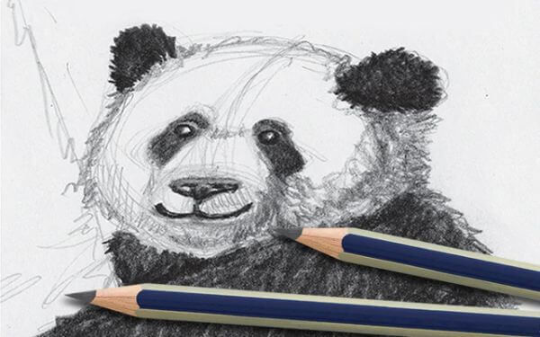 Panda Drawing Sketches Art Lesson For Children