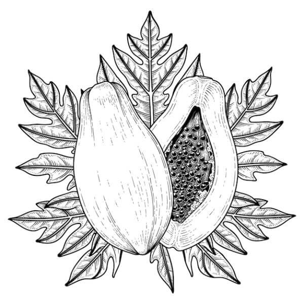 Papaya Fruit Art Drawing