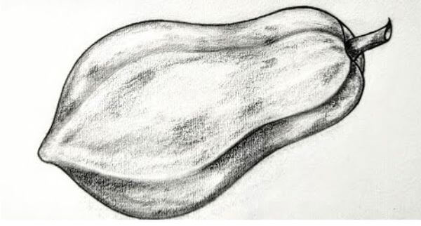 Papaya Pencil Drawing With Shades