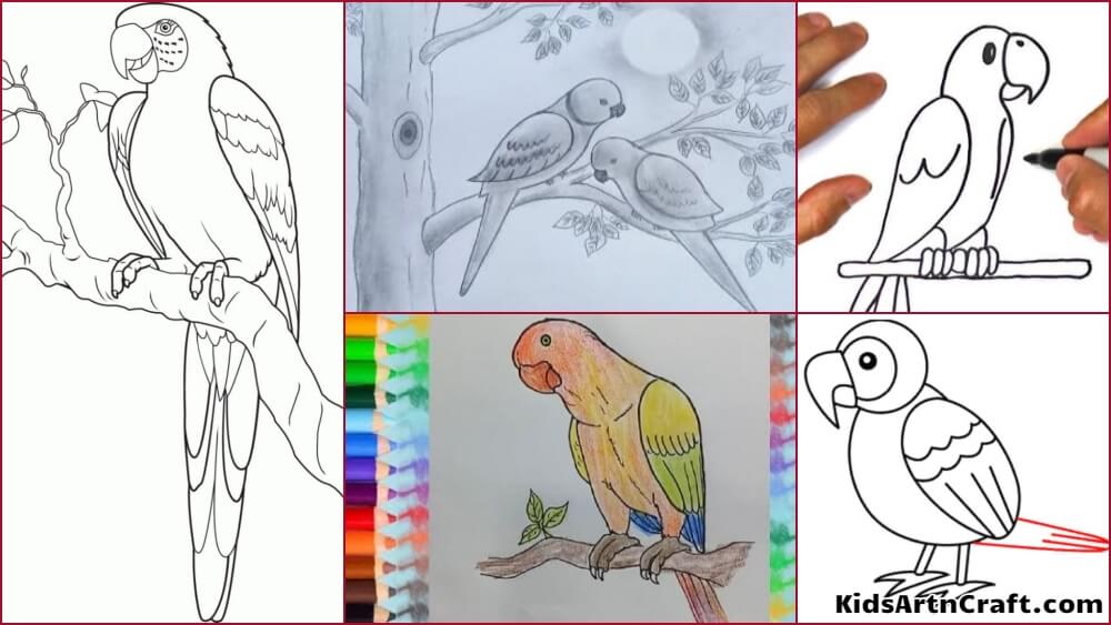Parrot Drawing & Sketches For Kids