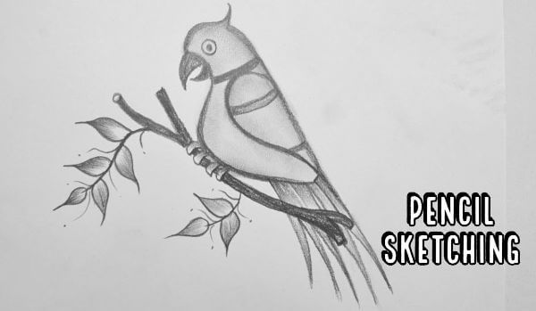 Parrot Drawing Sketching Art Using Pencil For Kids