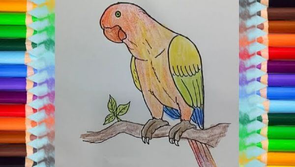 Parrot Drawing Tutorial For Beginners