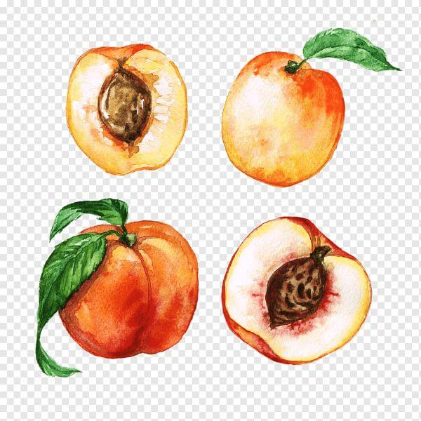 Peach Painting Activity With Watercolor Peach Fruit Paintings for Kids