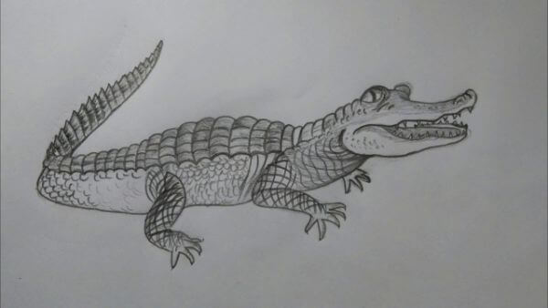 Pencil Alligator Drawing & Sketch For Beginners
