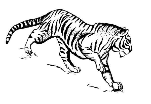 Pencil Drawing & Sketch Siberian Tiger For Kids