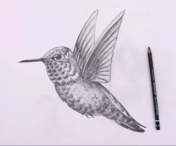 Pencil Drawing & Sketch Hummingbird Ideas For Kids