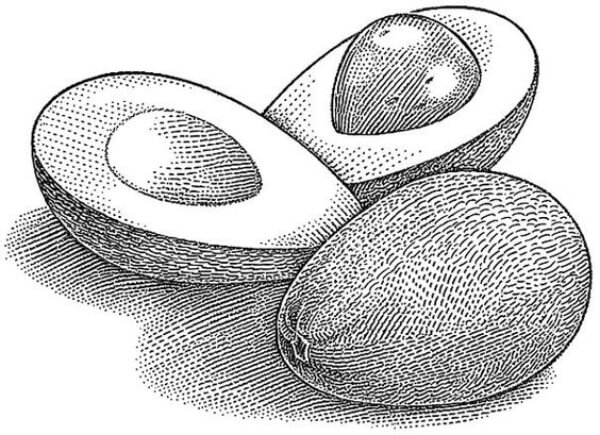 Amazing Pencil Sketch Ideas Of Avocado