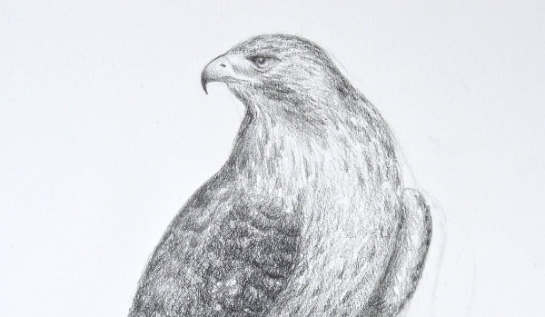 Peregrine Falcon Sketch Drawing Art For Kids