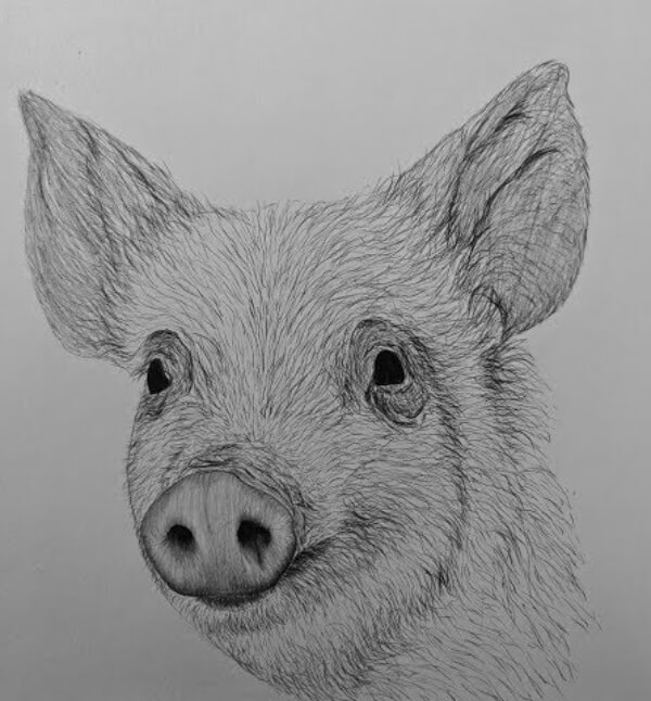 Pig Face Sketch Tutorial For Kids