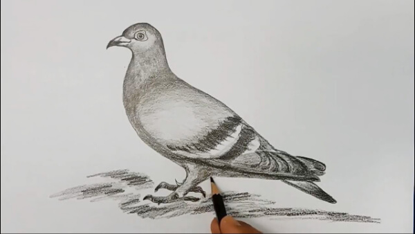Pigeon Bird Sketch Drawing For Kids