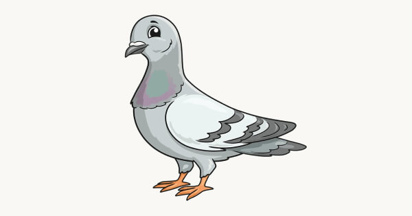 Pigeon Drawing & Sketches For Kids How To Draw Pigeon Bird