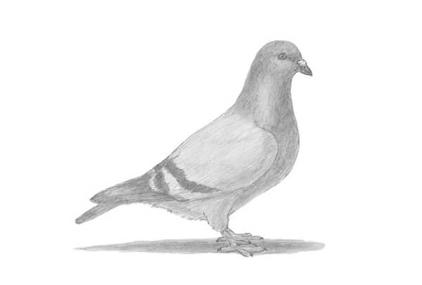 Pigeon Birds Pencil Sketch Art For Kids