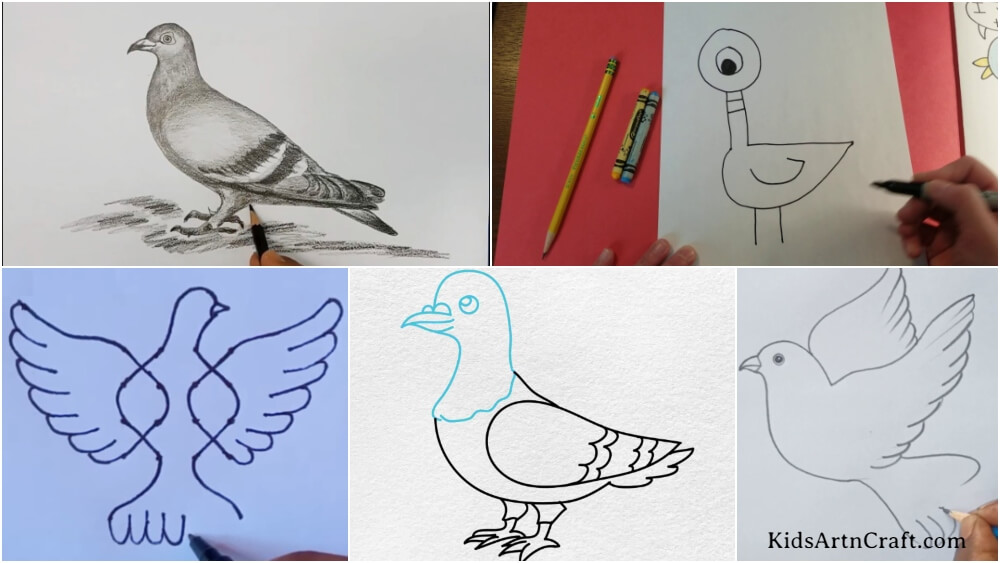 90+ Pigeon Drawing Stock Videos and Royalty-Free Footage - iStock | Pigeons
