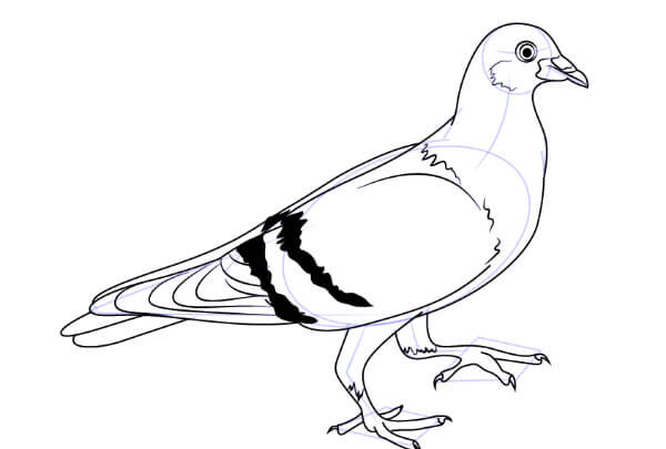 Pigeon Drawing With Step by Step