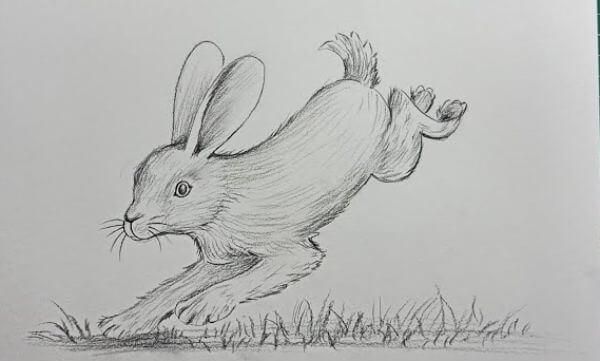 Rabbit Pencil Sketch Drawing For Kids